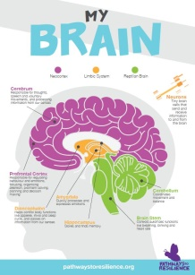 Brain Poster